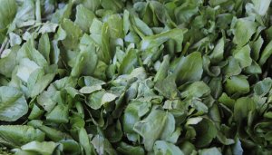 Watercress Festival 2014 Alresford (05)